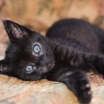 2012-05-20 Kittens 037-3