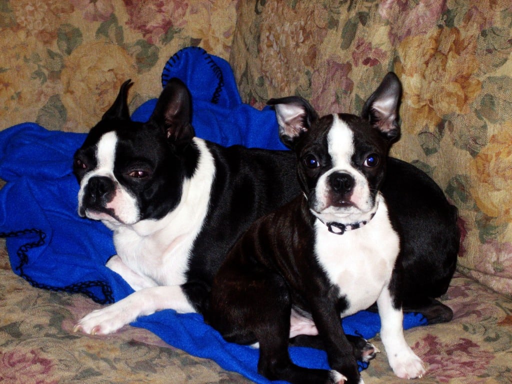 Two Boston terrier dogs sitting on a blanket.