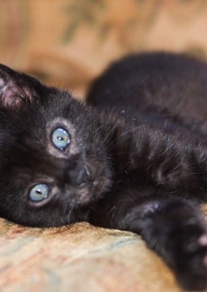 A close up of a black kitten on a couch.