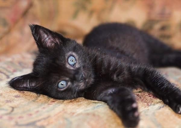 A close up of a black kitten on a couch.