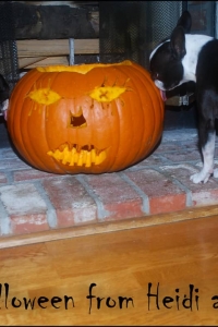 Two dogs licking a jack o lantern.