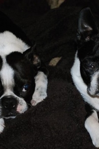 Two boston terriers looking at the camera.