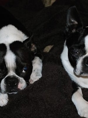Two boston terriers looking at the camera.
