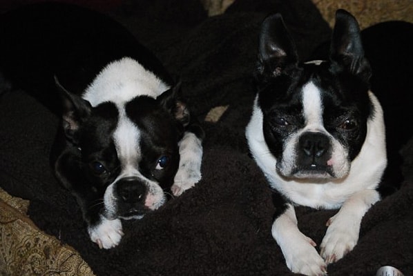 Two boston terriers looking at the camera.