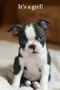 A very cute Boston Terrier puppy.