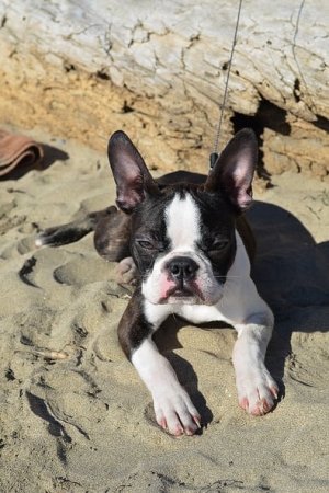A dog lying on the sand.