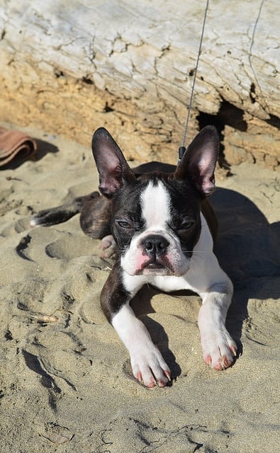 A dog lying on the sand.