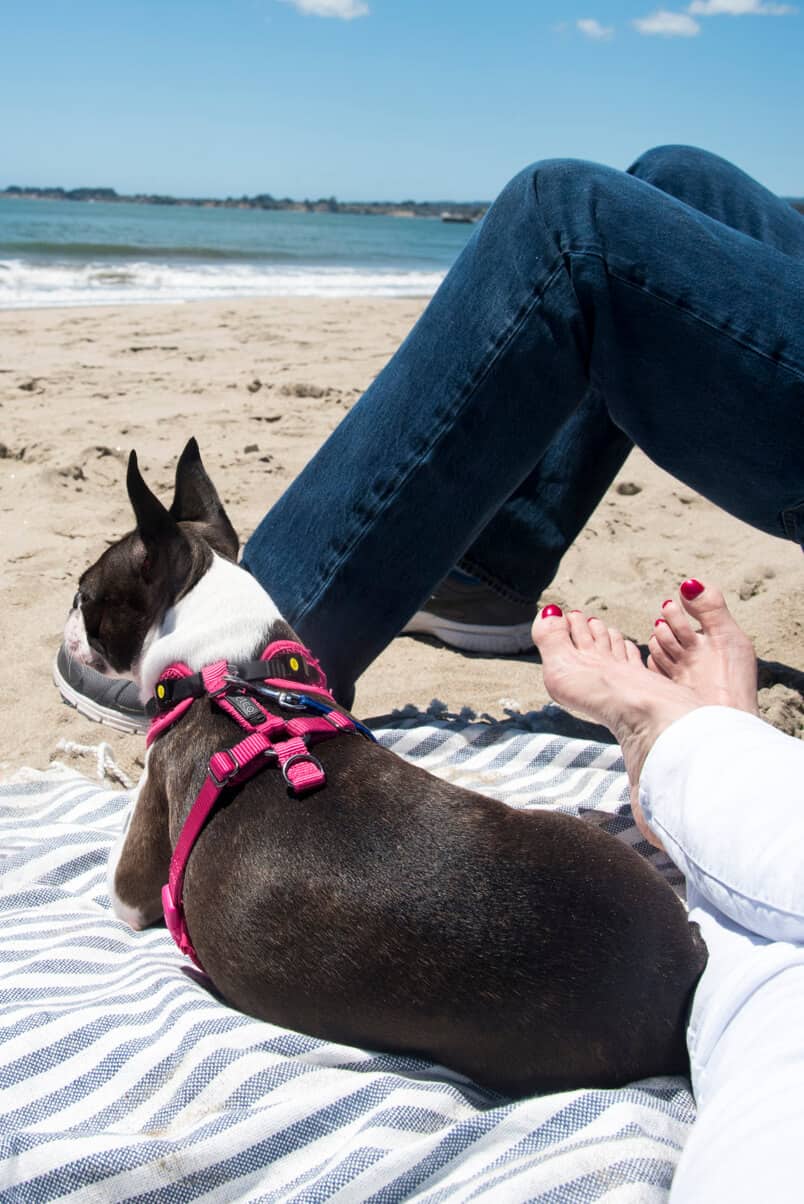 A Boston Terrier on a beach blanket looking out to the ocean.