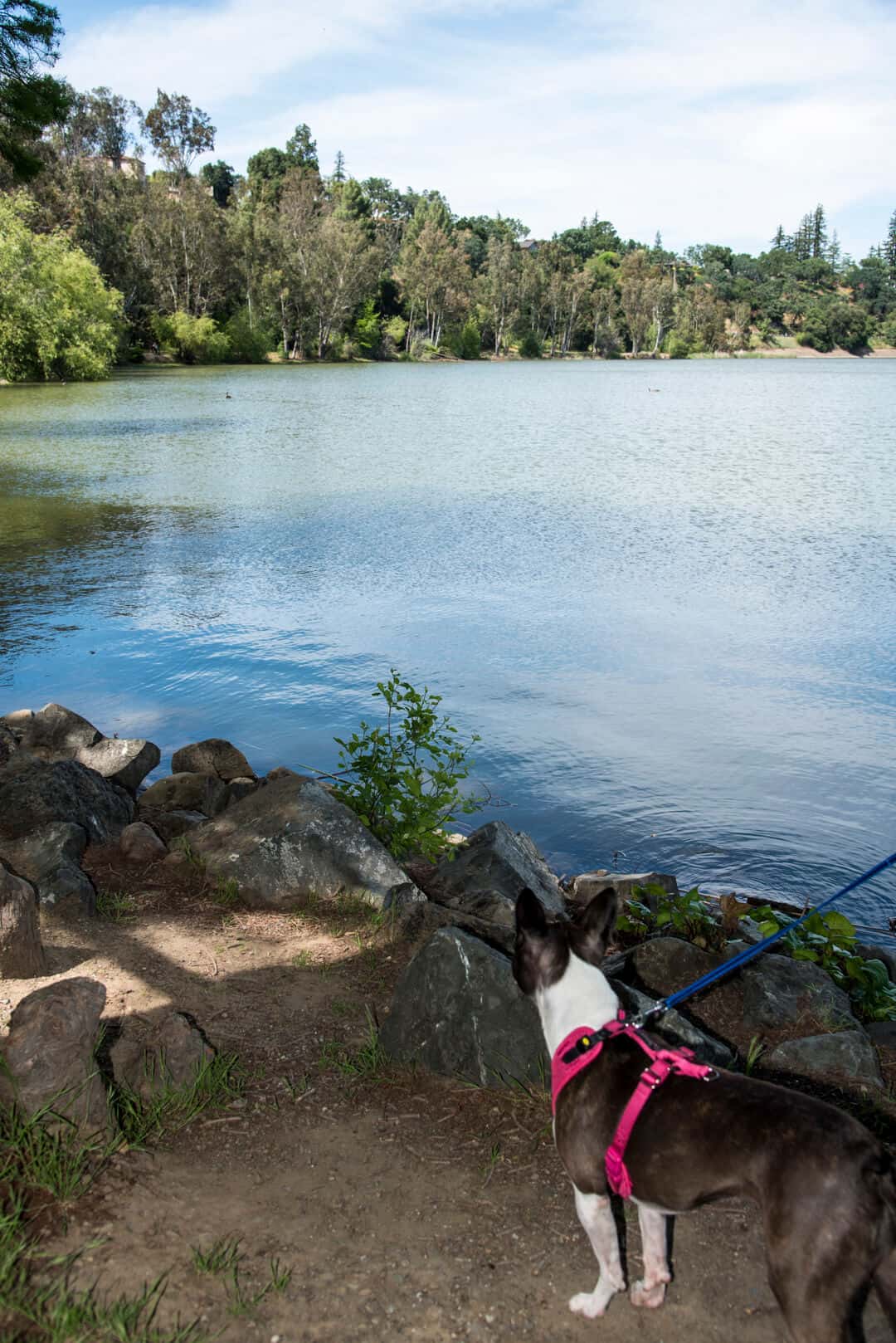 Bridget the Boston Terrier looking out over Lake Vasona in Los Gatos.