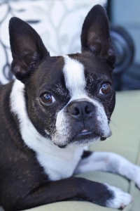 A dog looking at the camera.