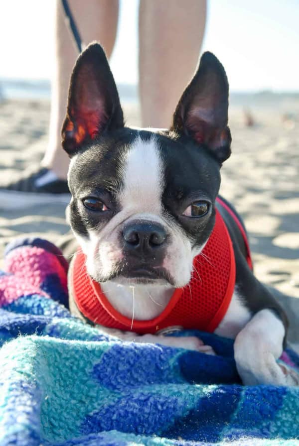 A close up of a dog lying on a blanket.