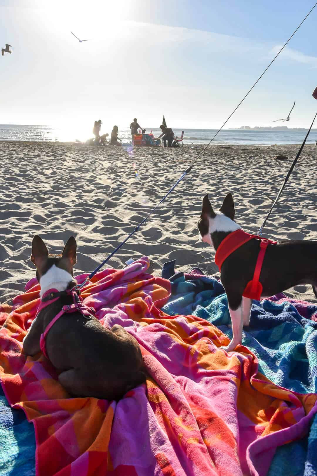 Lexie and Bridget on a colorful towel on a sandy beach.