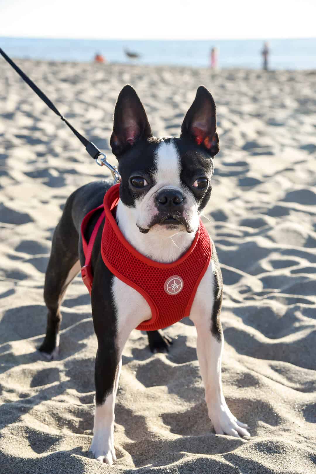 Lexie the Boston Terrier wearing a red harness standing on a sandy beach.