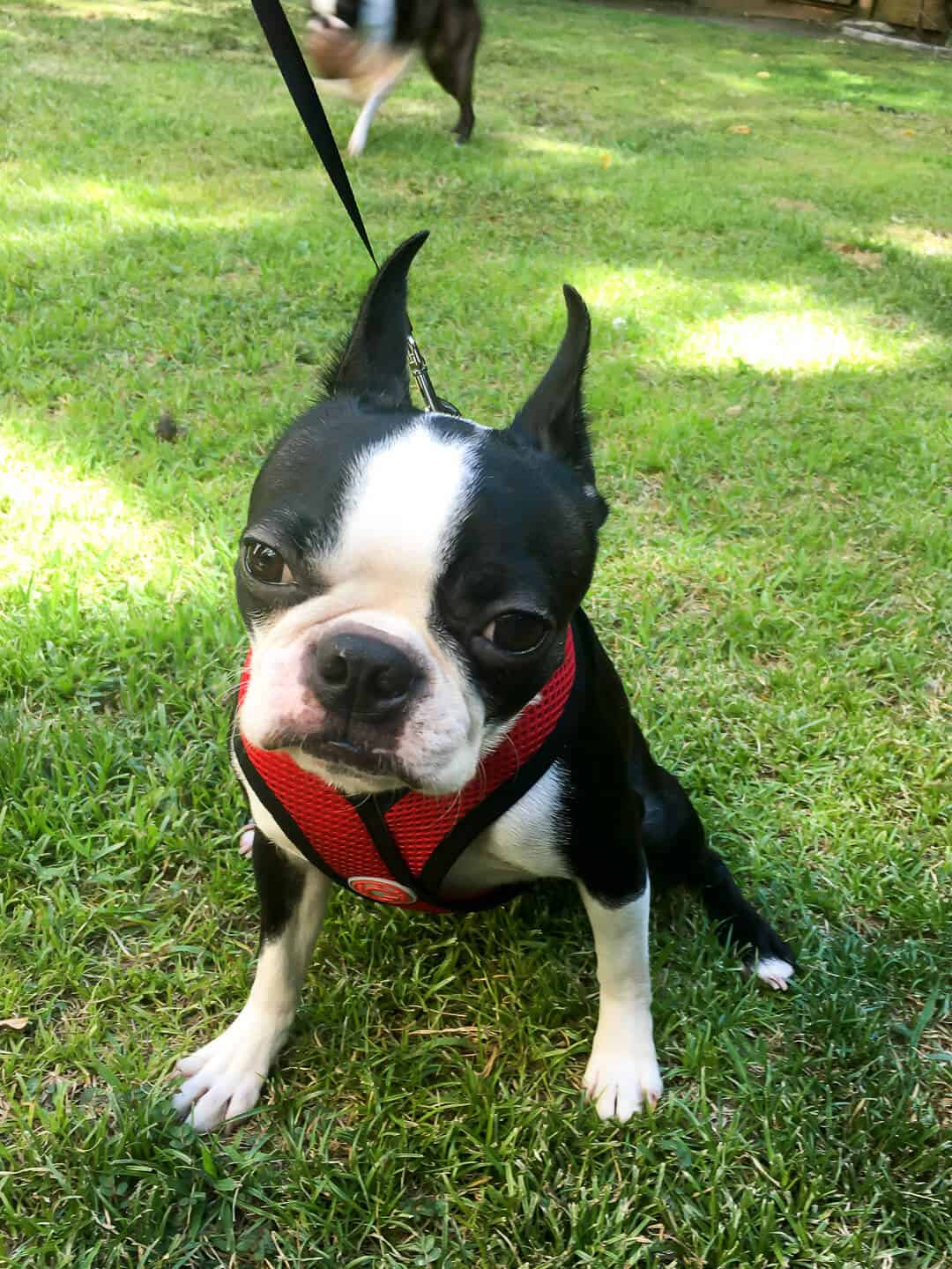 Lexie the Boston Terrier wearing a red harness on the grass in the backyard of her new home.