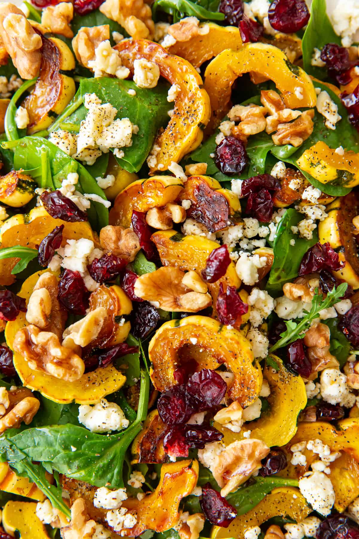 A close up of roasted delicata squash over arugula with dried cranberries, feta and walnuts.